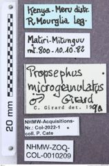 Etiketten zu Propsephus discolor (NHMW-ZOO-COL-0010209)